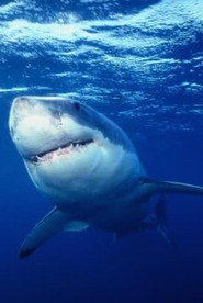 Great White Shark - The Silent Stalker